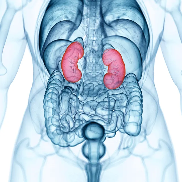 Cirugías de Riñón